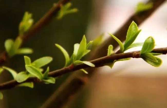 柳树什么时候发芽？