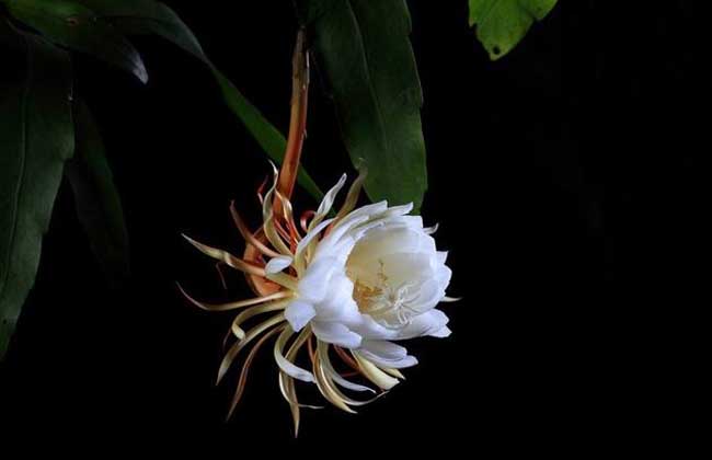 昙花种子价钱及种植办法
