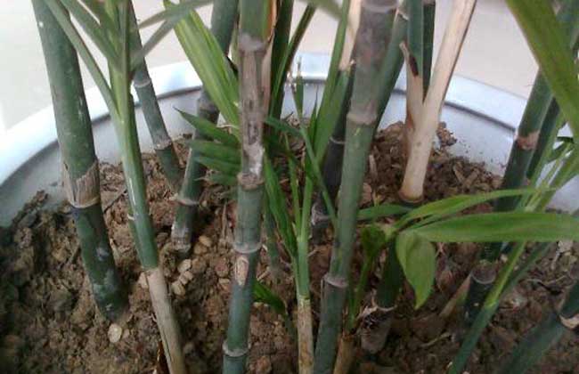 竹子怎么养才能更旺盛？