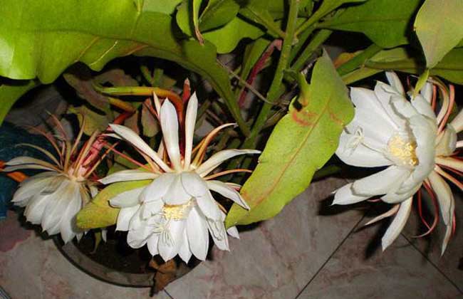 昙花种子价钱及种植办法