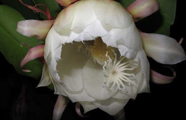 昙花种子价钱及种植办法