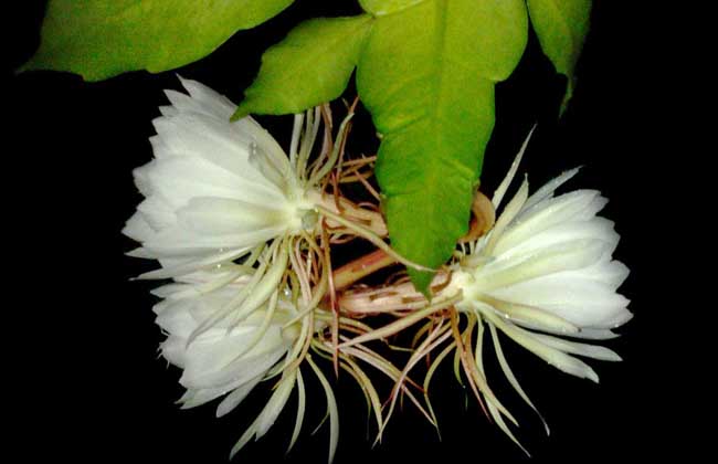 昙花种子价钱及种植办法