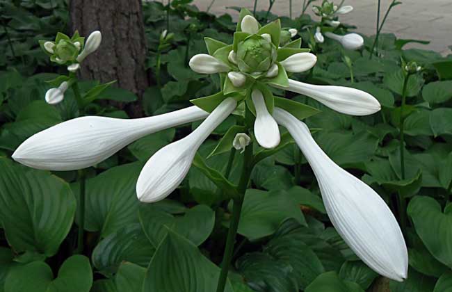 玉簪花种子价钱及种植办法