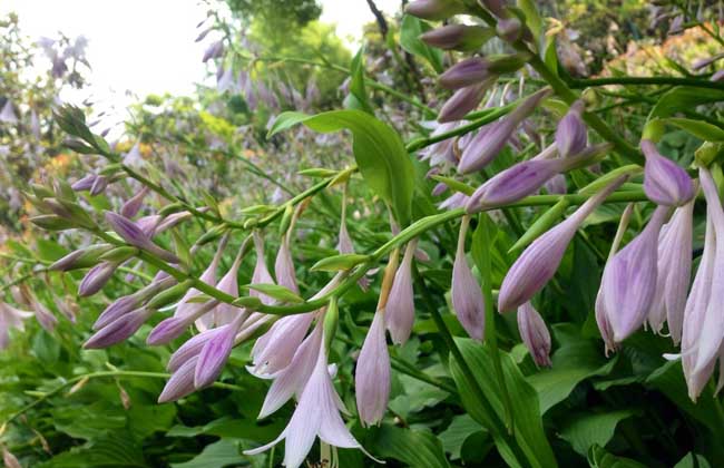 玉簪花种子价钱及种植办法