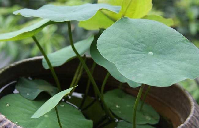 碗莲种子价钱及种植办法