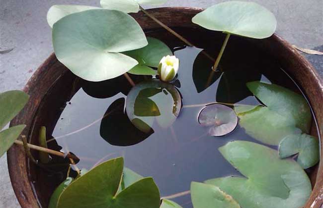 迷你睡莲种子价钱及种植办法