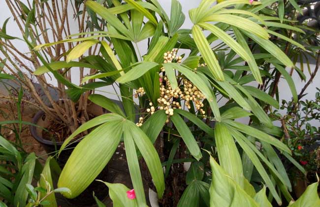 棕竹种子价钱及种植办法