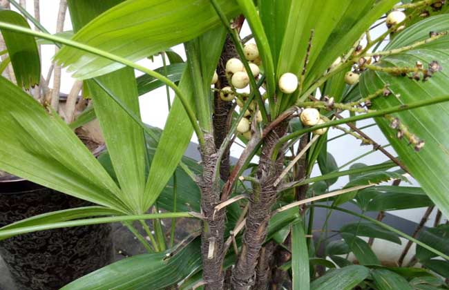 棕竹种子价钱及种植办法