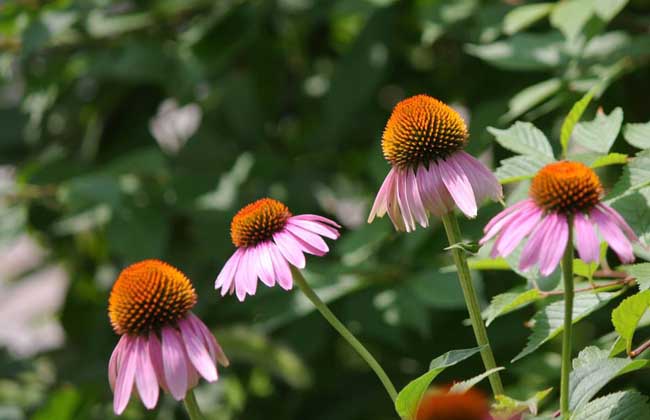 松果菊种子价钱及种植办法