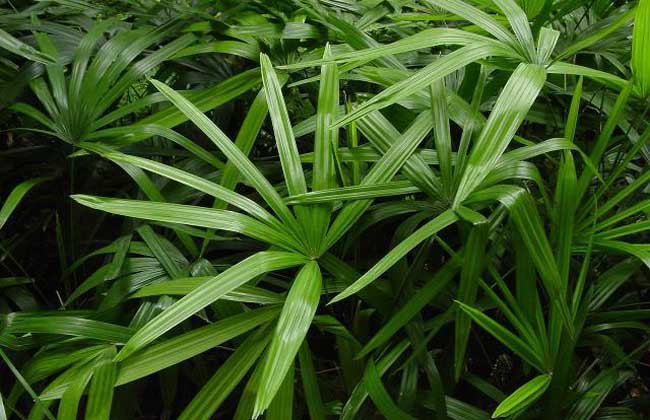 棕竹种子价钱及种植办法