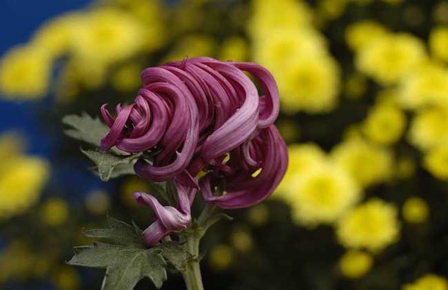 菊花种子价钱及种植办法