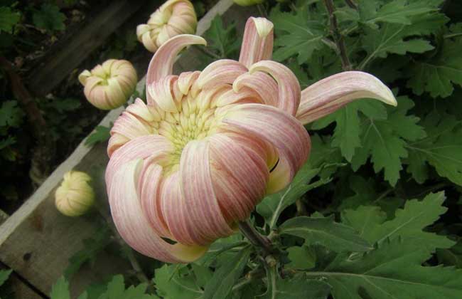 菊花种子价钱及种植办法