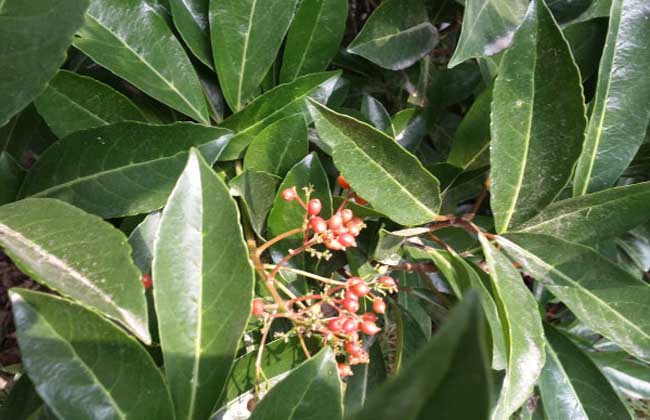 球花石楠价钱及种植办法