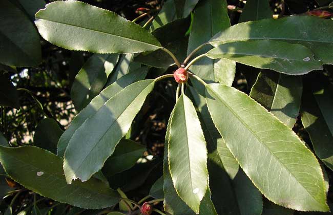球花石楠价钱及种植办法