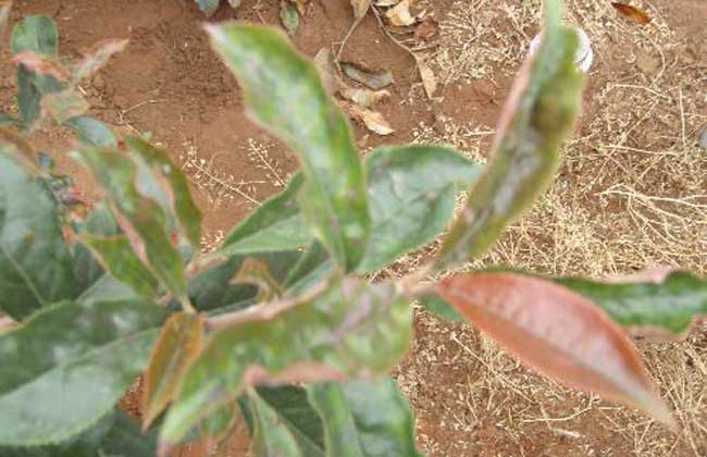 球花石楠价钱及种植办法