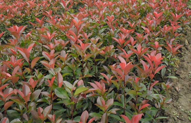 红叶石楠价钱及种植办法
