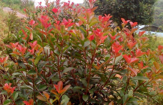红叶石楠价钱及种植办法