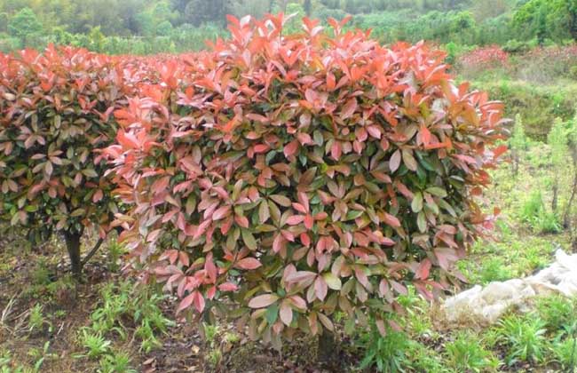 红叶石楠价钱及种植办法