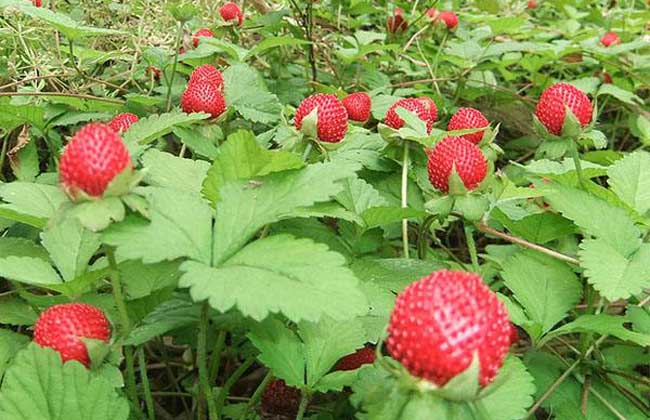 蛇莓种子价钱及种植办法