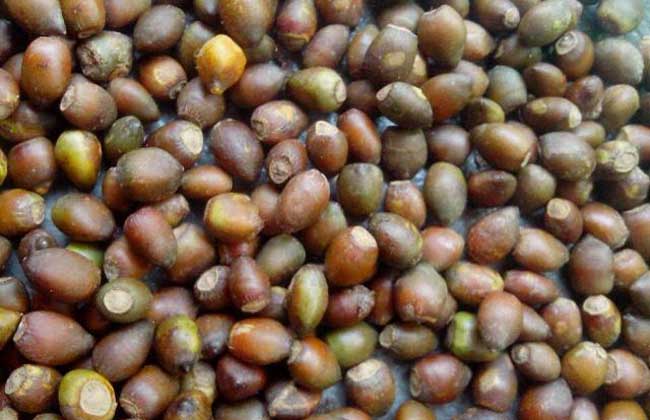 红豆杉种子价钱及种植办法