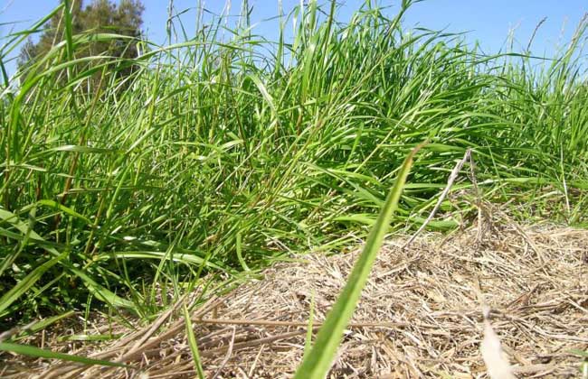 黑麦草种子价钱及种植办法