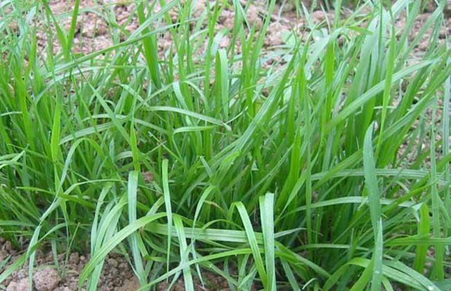 黑麦草种子价钱及种植办法