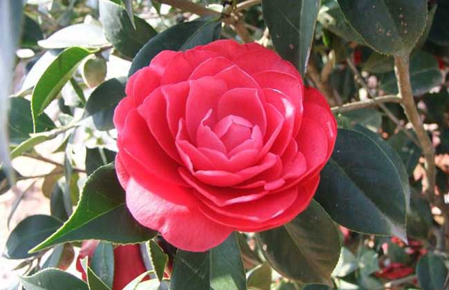 赤丹茶花价钱及养殖办法