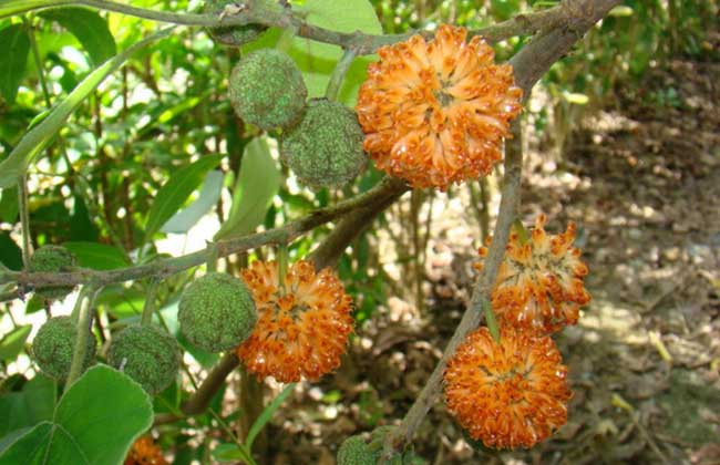 构树种子价钱及种植办法