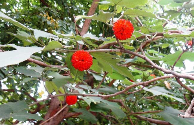 构树种子价钱及种植办法