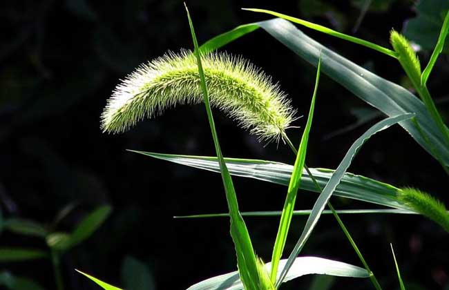 狗尾草种子价钱及种植办法