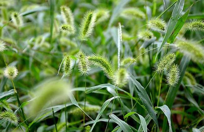 狗尾草种子价钱及种植办法