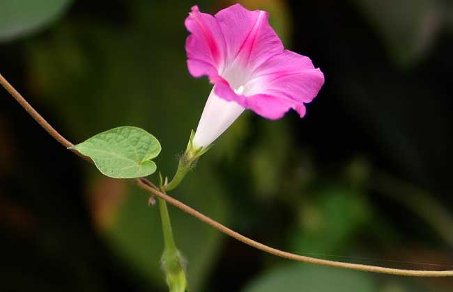 牵牛花种子价钱及种植办法