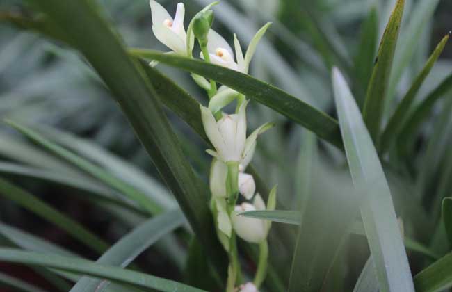 兰花什么时候开花？