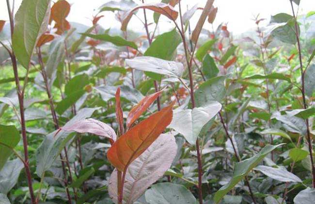 海棠幼苗价钱及种植办法