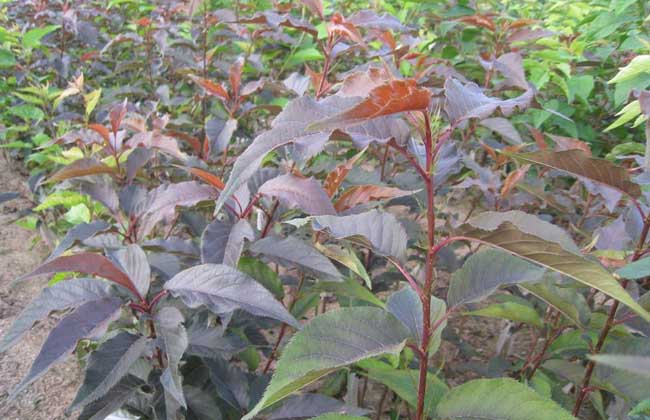 海棠幼苗价钱及种植办法