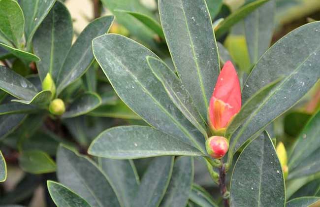 四季茶花的养殖办法和注意些什么