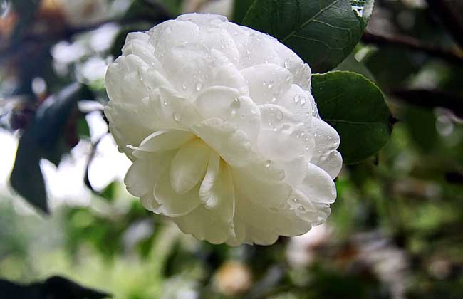 茶花种子价钱及种植办法