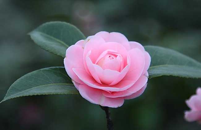 茶花掉叶子是什么问题？
