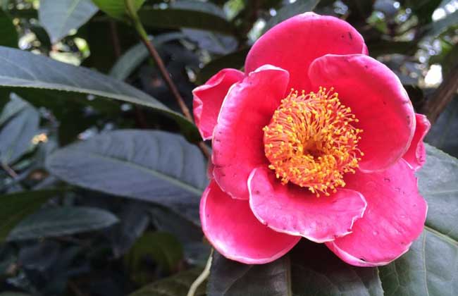 茶花掉叶子是什么问题？
