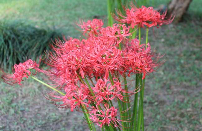 彼岸花种子价钱及种植办法