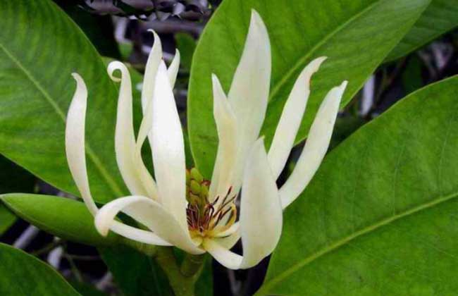 白兰花种子价钱及种植办法