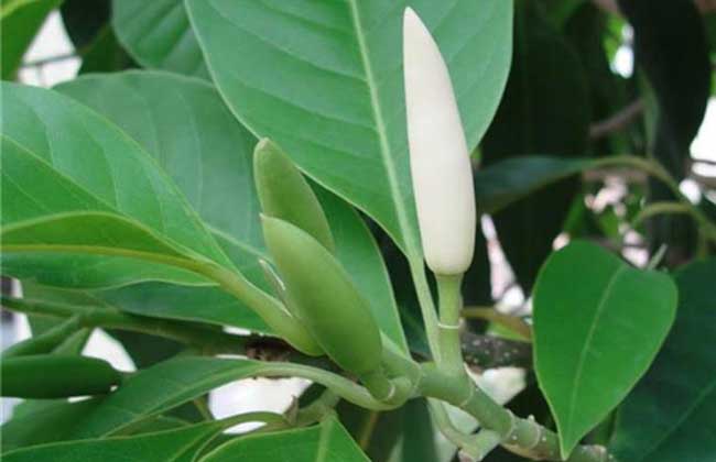 白兰花种子价钱及种植办法
