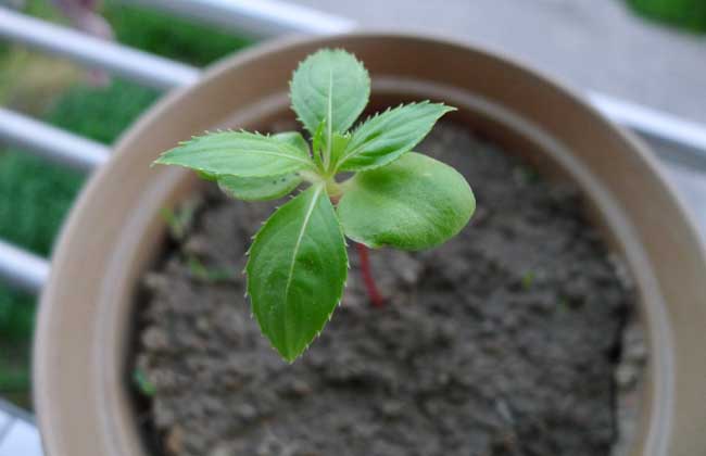 盆栽凤仙花怎么养才好？