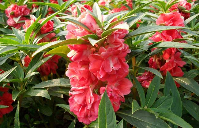 盆栽凤仙花怎么养才好？
