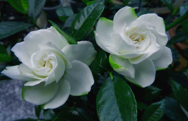 栀子花种子什么时候发芽？