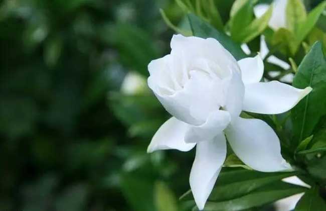 栀子花种子什么时候发芽？