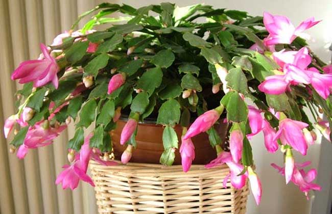 蟹爪兰1年开几次花？