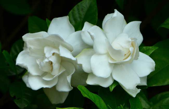栀子花叶子发黑解决办法？