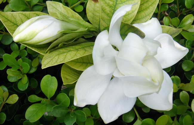 栀子花叶子发黑解决办法？