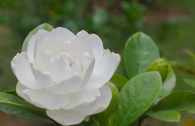 栀子花叶子发黑解决办法？